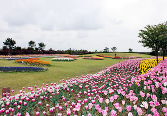 芝生広場B (チューリップ植栽地)